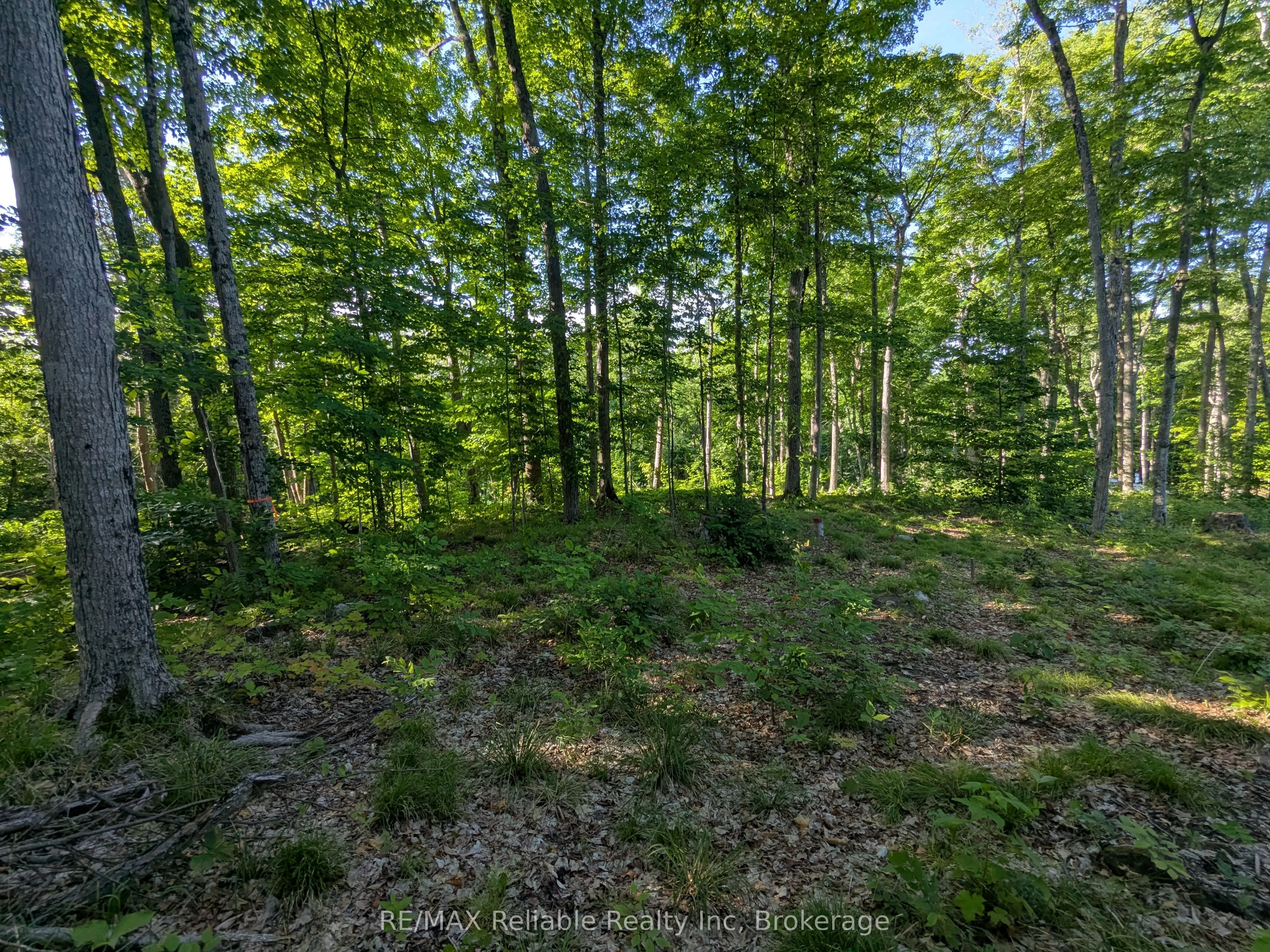 223 Shady Maple Road