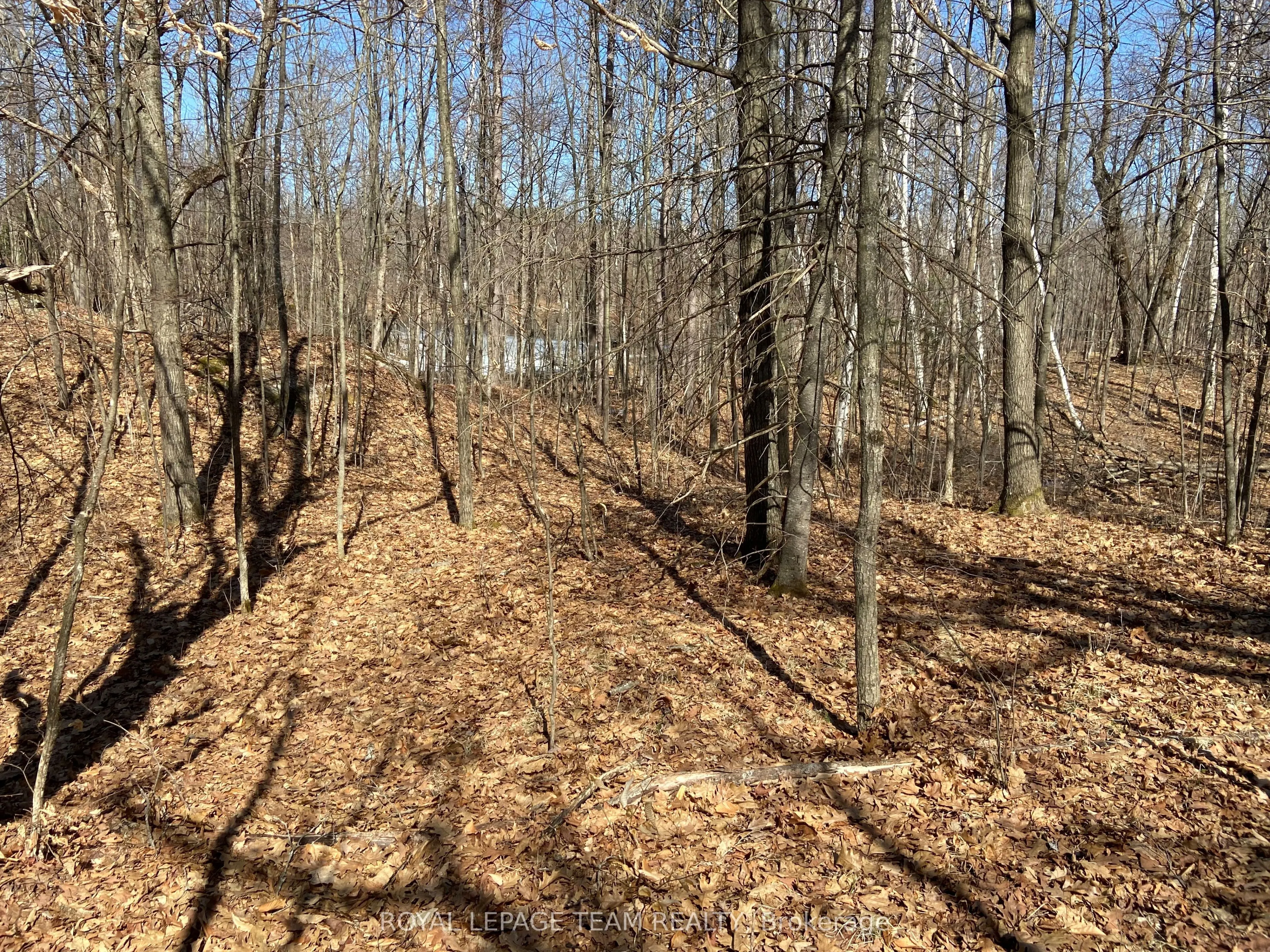 00 Maple Lane